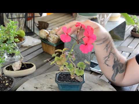 ►How to make bonsai for beginners - HD 2019 #19 (Bonsai )