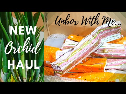 New Orchids | Unboxing Orchids from Lucke Orchideen - Dream Cattleya Haul!