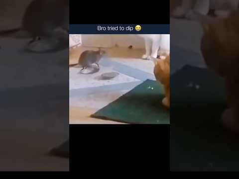 He Tried To Slide 😂 | #lol #funny #hilarious #humor #comedy #funnyshorts #funnyvideos #funnyvideo