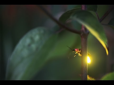 2016 July 26 Realtime Firefly Footage Show Reel