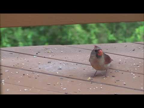 Female cardinal feeding a juvenile