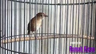 Download lagu NAIKKAN EMOSI JONGKANGAN DENGAN PANCINGAN SUARA JONGKANGAN INI!!..?? mp3