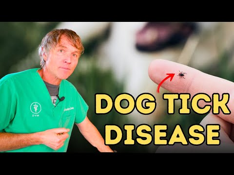 Ehrlichia in Dogs: What It Is and How To Treat