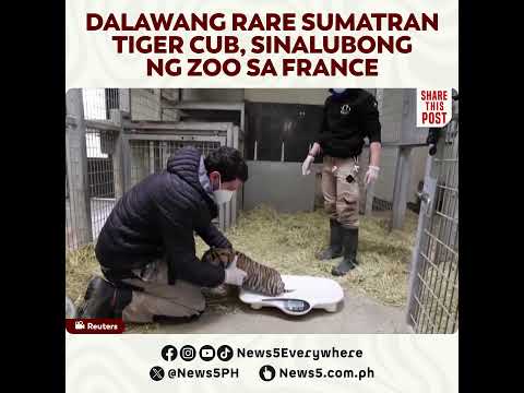 French zoo welcomes rare Sumatran tiger cubs