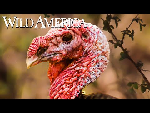 Wild America | S10 E10 Wild Turkeys: Part 2 | Full Episode HD