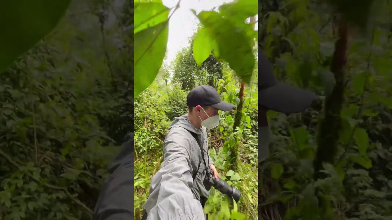 What To Know About Gorilla Trekking in Uganda: Safari Insights Video Here ↓