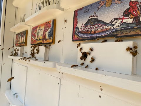 AZ Hive Inspections!