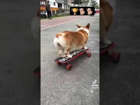 doggy fun #foryou #sorts #trending #dogs #dog #funny