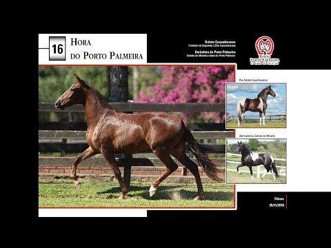 16 Hora do Porto Palmeira