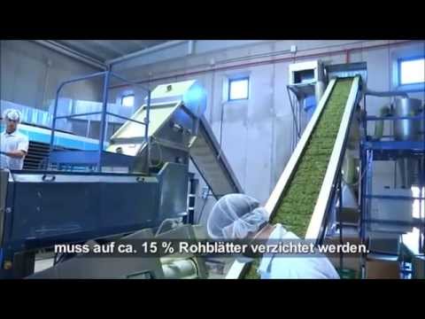MoringaGarden Herstellung Moringa Deutschland