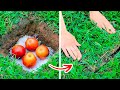 New Gardening Hacks That Will Blow Your Mind Growing Hacks For Plant Lovers