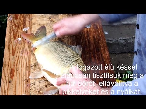 visszérbõl származó halak)