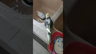 Alex the OG water bird (Sink edition)