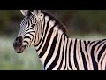 139th Edition Of Ringling Bros And Barnum Bailey Zing Zang Zoom