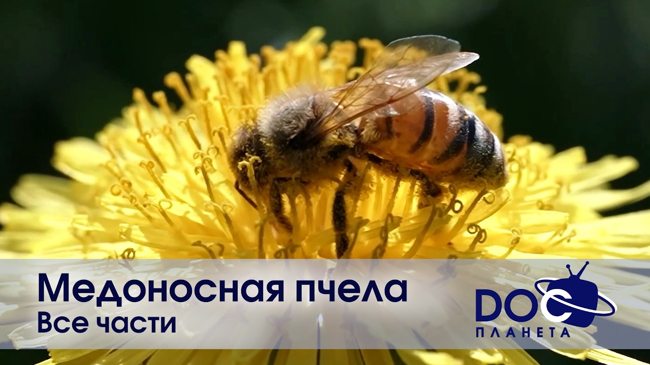Медоносная пчела.Все части - Документальный фильм