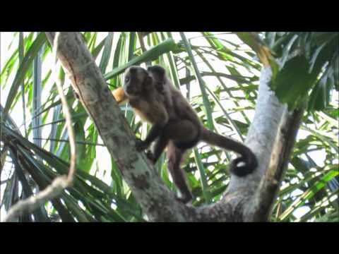 Mono Machin (Sapajus apella) y cria. Septiembre 2016.  Madre de Dios, Estación biológica Los Amigos