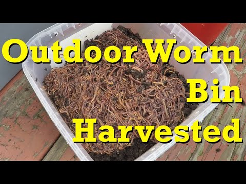 1-year old outdoor worm bin harvested - vermicomposting