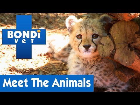 download lagu mp3 mp4 Bondi Vet, download lagu Bondi Vet gratis, unduh video klip Bondi Vet