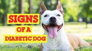 Is your Dog Diabetic? Signs Of a Diabetic Dog