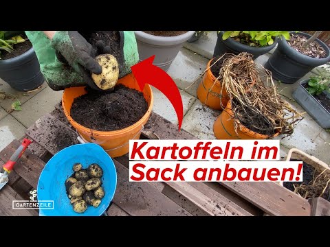 Kartoffeln im Sack anbauen - Schritt für Schritt erklärt! So geht Kartoffelanbau auf dem Balkon!