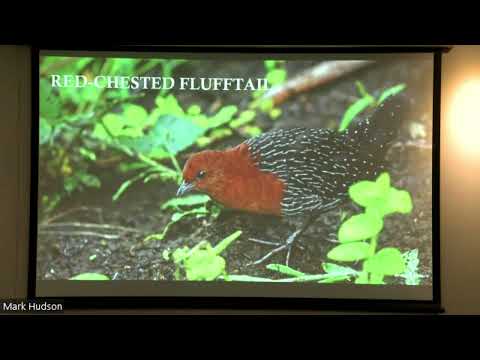 African Bird Fair 2023: Dylan Vasapolli – Birds of the Highveld