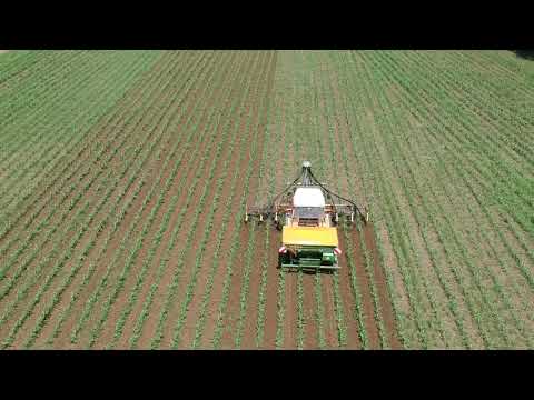 Schoffelen in maïs. 1/3