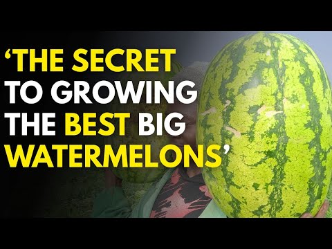 A simple Free Guide to Watermelon farming in Kenya 2026|How to grow watermelons from seed to harvest