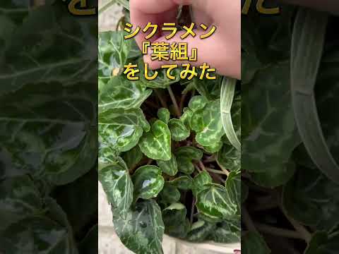 シクラメン 多年草 メンテナンス 植物の育て方