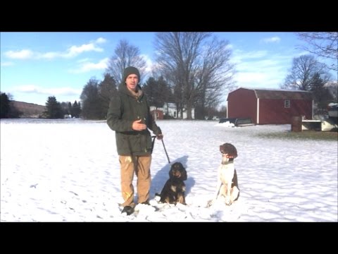 Training Gun Shyness out of dog,Thunder, fireworks (Part 1)