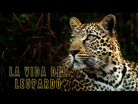 El SECRETO de los 🐾Leopardos | Mini Documental
