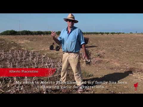 Il raccolto dell'aglio rosso di Nubia