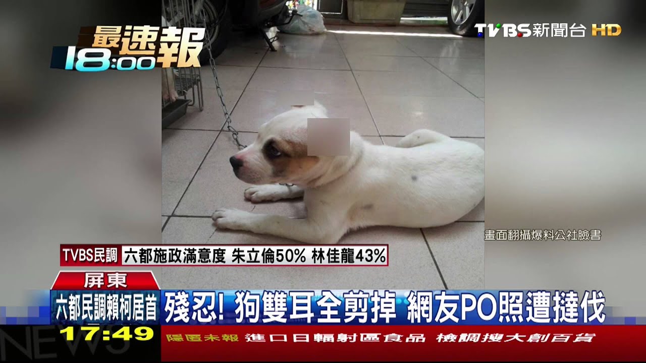殘忍!狗雙耳全剪掉 網友PO照遭撻伐