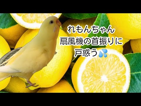 扇風機の首振りに合わせて一緒に頭を振るインコ のサムネイル