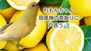 扇風機の首振りに合わせて一緒に頭を振るインコ / 家電と動物たち のサムネイル
