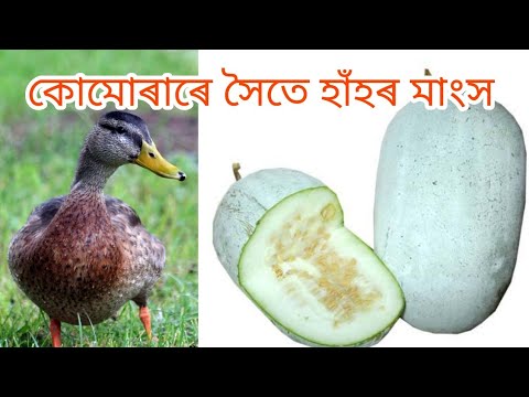how to cook duck with Comoros|হাঁহৰ মাংস খাওক কোমোৰাৰ সৈতে|duck recipe|Axomiya Recipe|