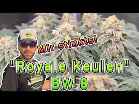 🌱 Blütewoche 8 | OG Kush & Purple Oreoz F1 kurz vor der Ernte! | Indoor Grow Update + Tipps 💡