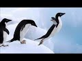 Funny Penguin Sliding On Ice