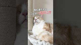 猫との一週間 #猫 #ねこ #猫動画 #猫あるある #猫のいる暮らし #猫好きさんと繋がりたい #cat #ねこ動画 #猫のいる生活 #可愛い猫