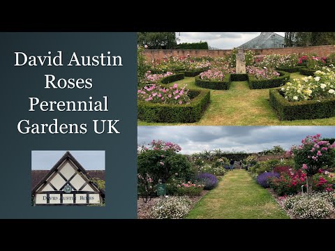 🌹 UK Famous David Austin Roses Garden Tour 4K | Victorian & Renaissance Gardens Walking Tour
