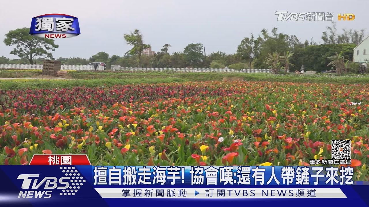 不能拿啊! 桃園彩色海芋季民眾擅搬「海芋、草花」
