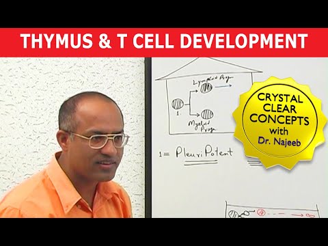Thymus and T Cell Development | Immunology