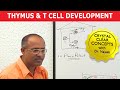 Thymus and T Cell Development | Immunology