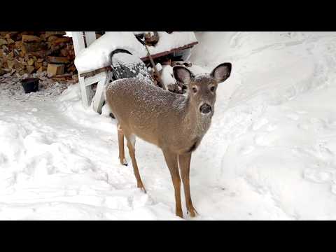 밥그릇이 비었다고 알려주는 사슴 친구