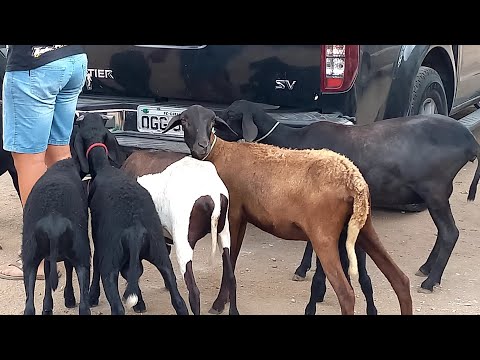Feira de Ovelhas Venturosa Pe.09/12/25