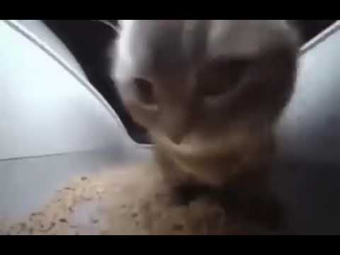 chippy chippy chappa chappa loovi loovi lava lava magicomi dubi dubi boom boom boom boom