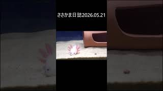 ささかま日誌2026 05 21 #ウーパールーパー