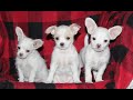 Mixed Breed dogs for sale: Rascal  - Video 1