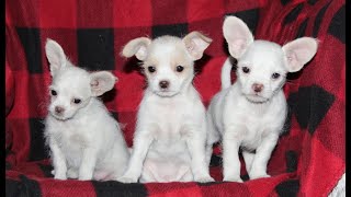 Video preview image #1 Shih-Poo-Unknown Mix Puppy For Sale in OXFORD, PA, USA