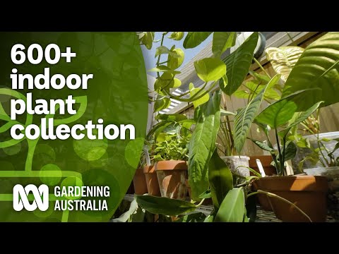 Touring a couple's 600+ indoor plant and cacti collection | Indoor plants | Gardening Australia