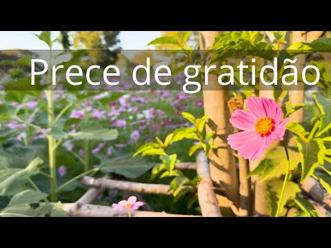 Prece de gratidão - Momento Espírita